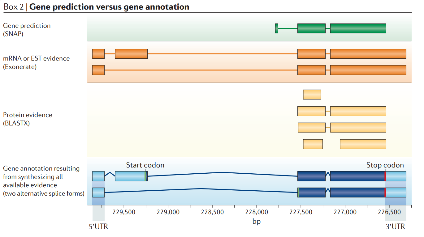 Gene prediction versus gene annotation.