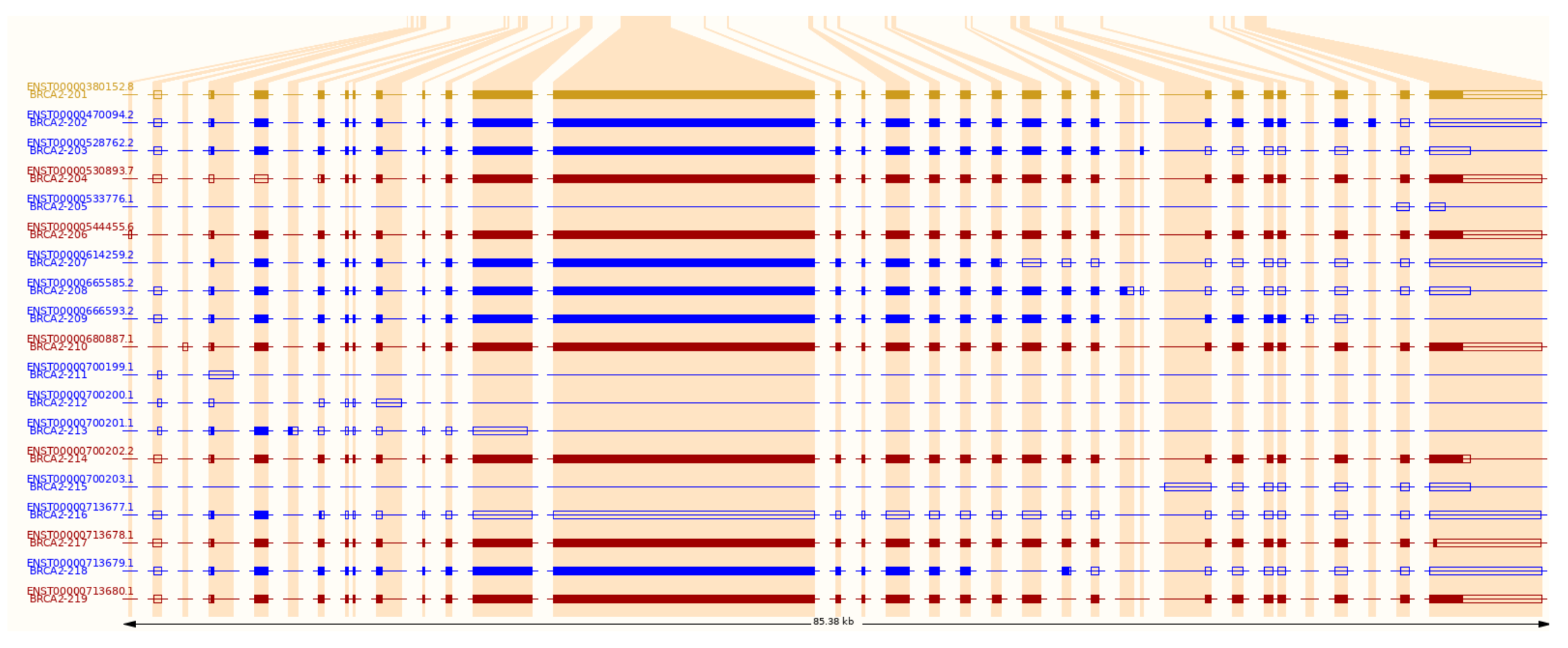 BRCA2 transcripts