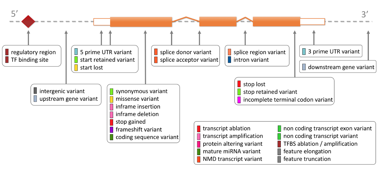 Variant consequences as defined by Ensembl.