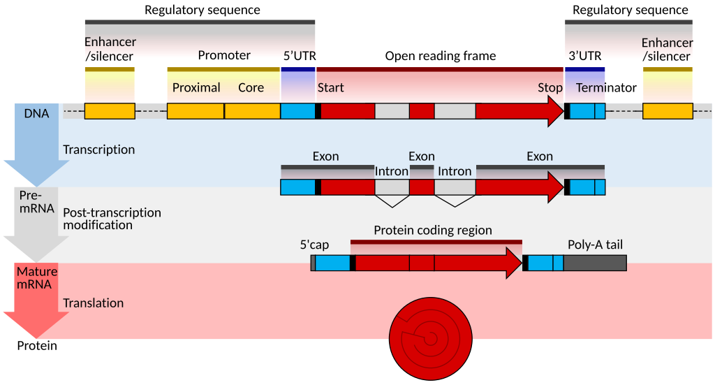 Schematic view of eukaryote gene structure.