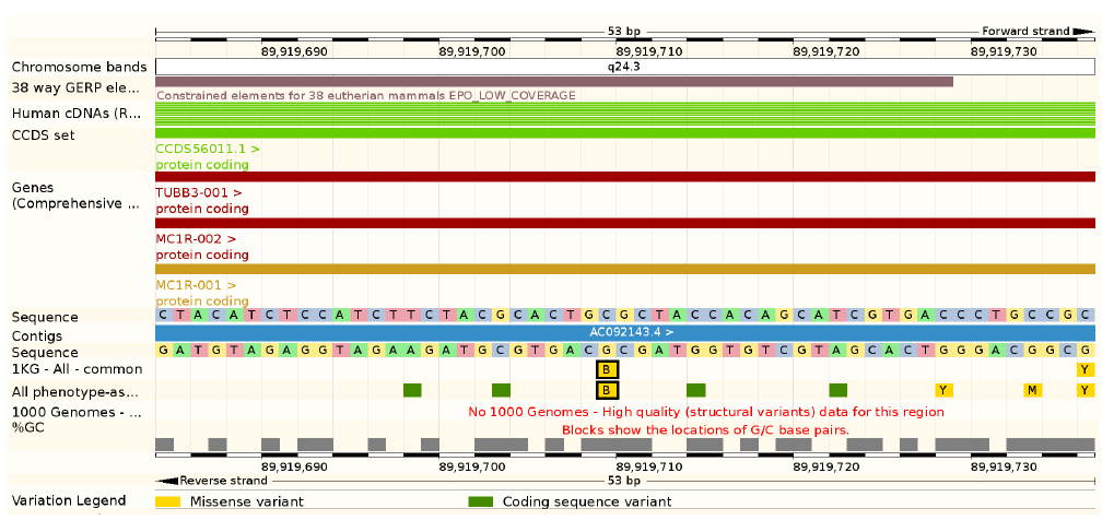 Alleles of a SNP locus.