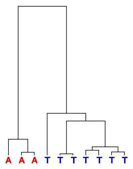 Coalescence tree of a genomic position.