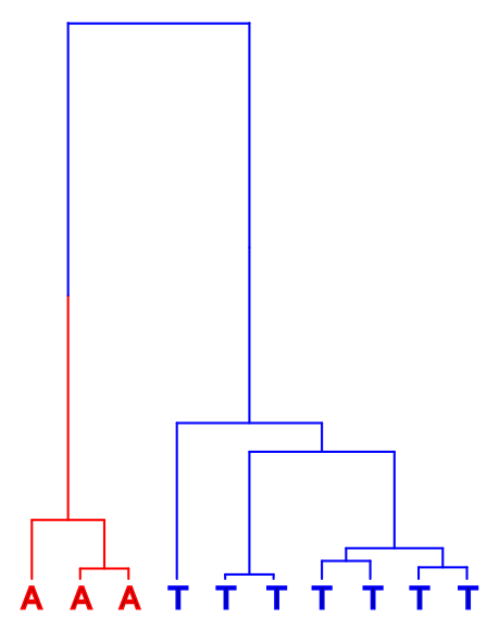 Coalescence tree with T as ancestral allele.
