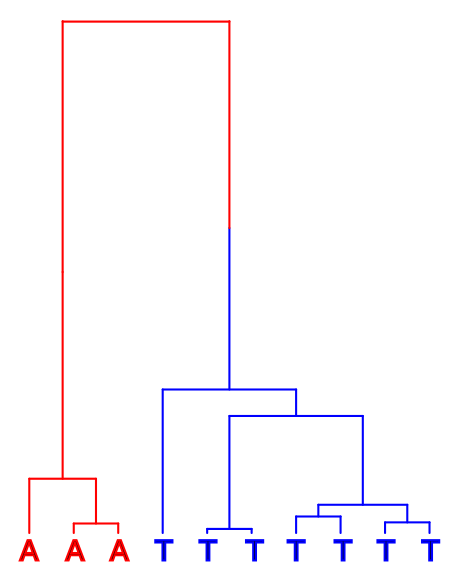 Coalescence tree with A as ancestral allele.