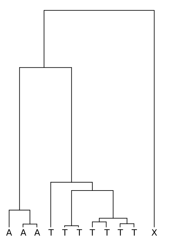 Coalescence tree with an outgroup sample X to polarise the ancestral allele.