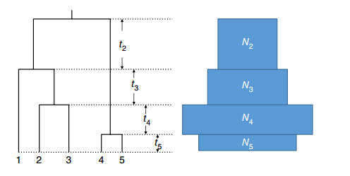Left, a coalescent tree with corresponding coalescent times. Right, an illustration of how the population size (width of each rectangle) changes over multiple epochs, with each epoch coinciding with a coalescent event.