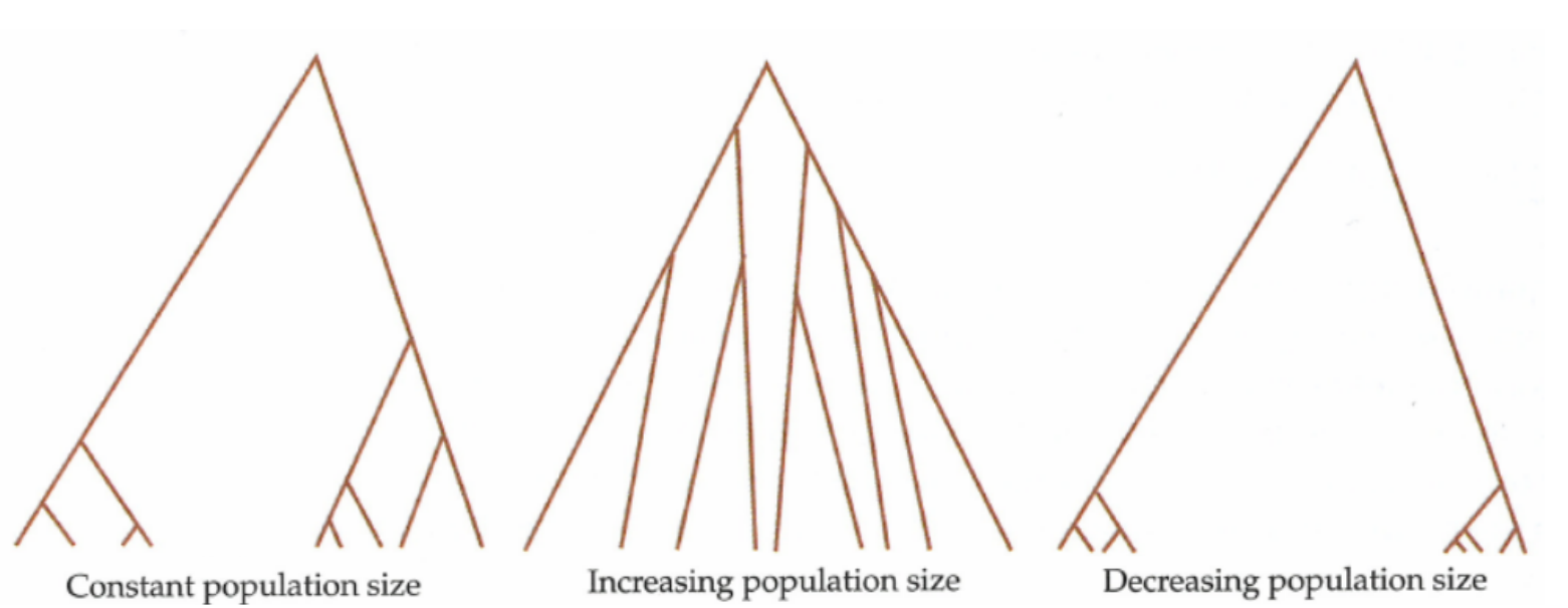 Try to think which kind of site frequency spectra these trees will produce.