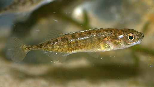 Nine-spined stickleback (£2.95).