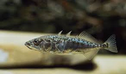 Three-spined stickleback (£1.95).