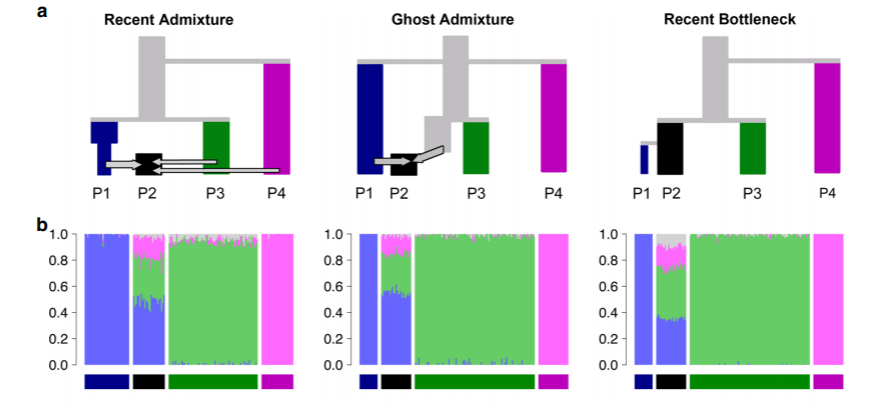 Different scenarios may give indistinguishable ADMIXTURE plots.