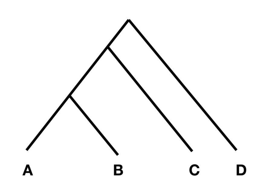 Phylogeny for F4 statistic.