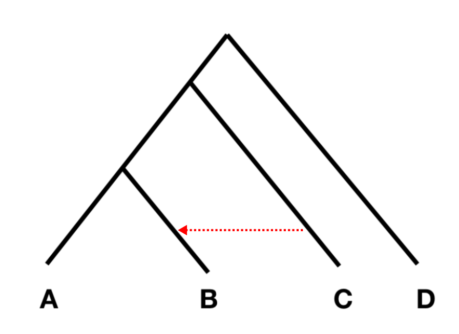 Phylogeny for F4 statistic.