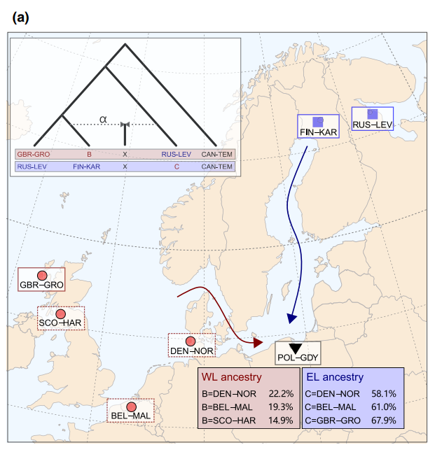 Quantification of WL and EL ancestry in admixed populations.