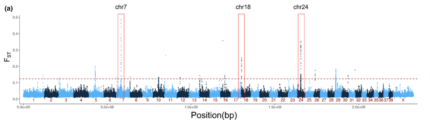 F_{ST} outlier analysis of chromosomal regions under selection with the three strongest outliers in chromosomes 7, 18 and 24 highlighted.