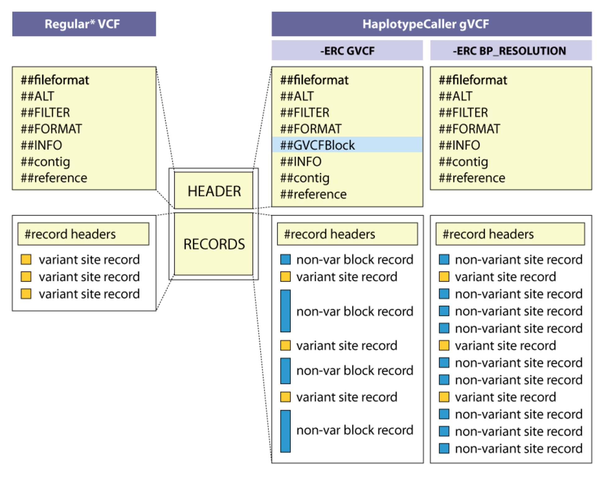 Structure of a VCF file.