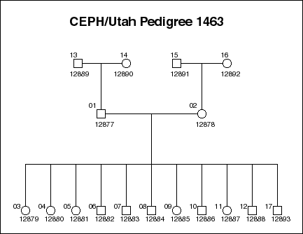 CEPH pedigree 1463.