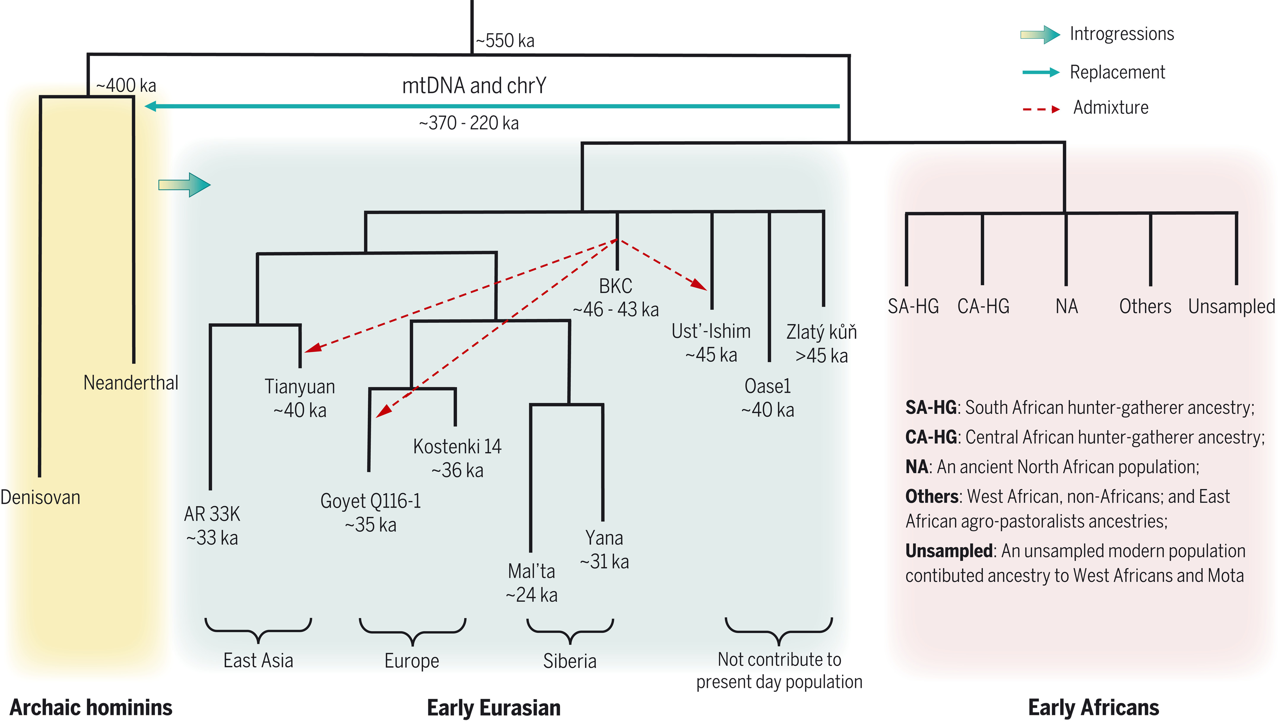 Admixture among archaic humans by Liu et al. (2021).