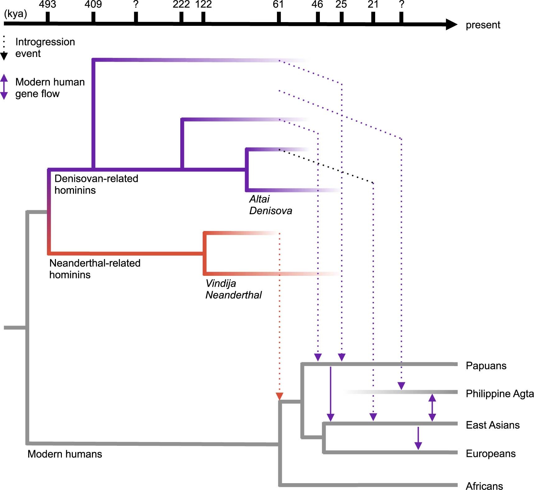 Introgression among archaic humans.