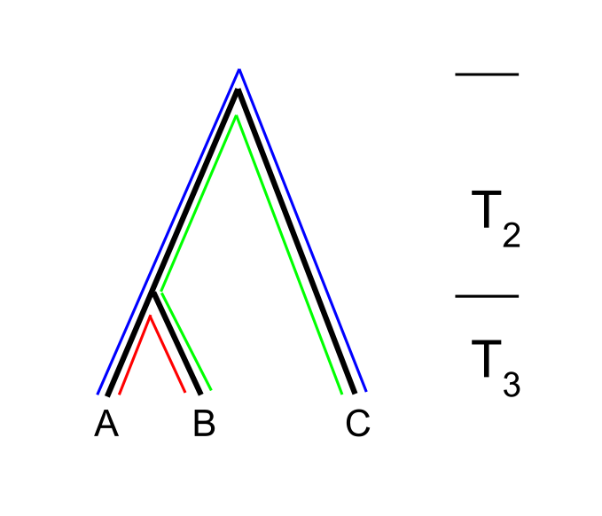 Three lineages under neutral coalescence model.