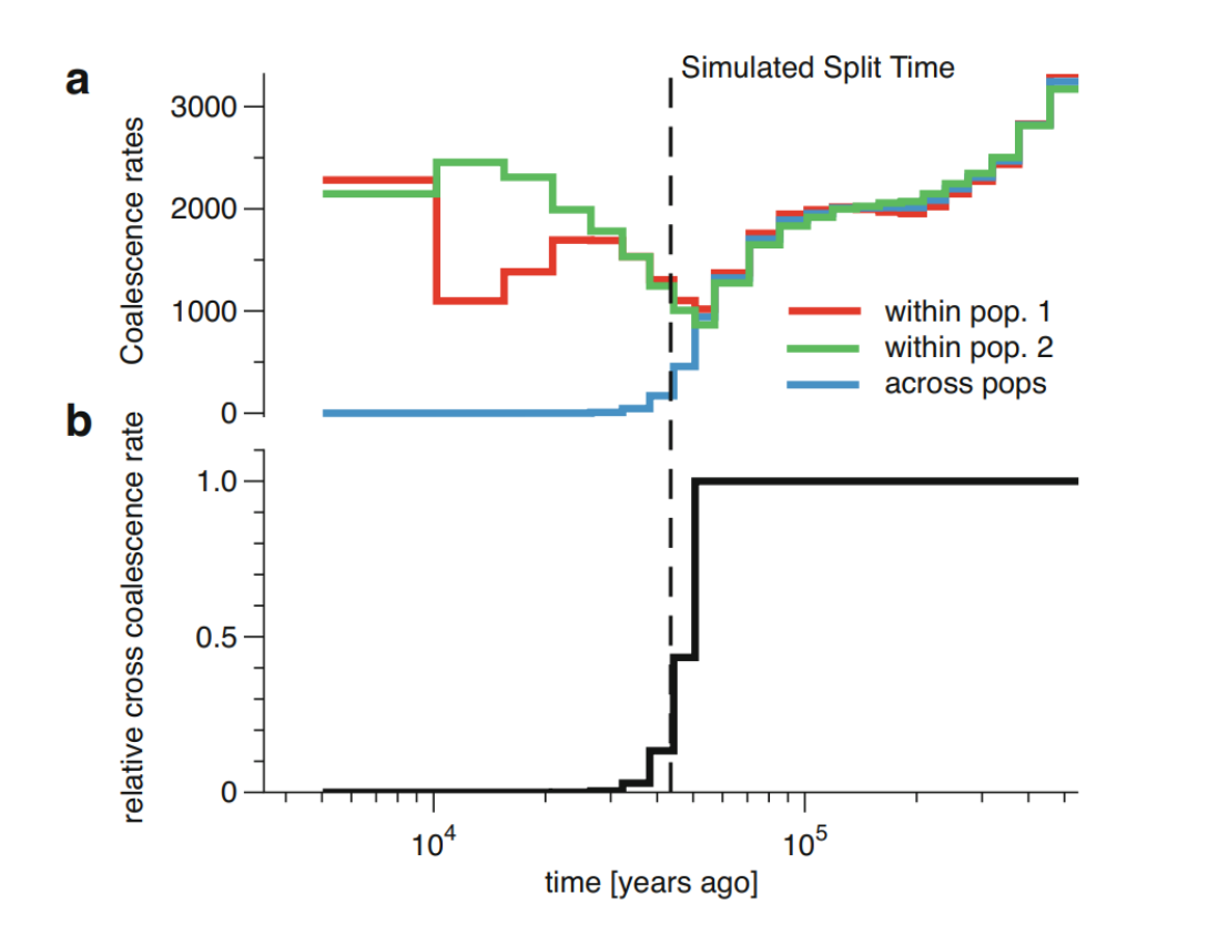 Studying divergence processes through the cross-coalescence rate.