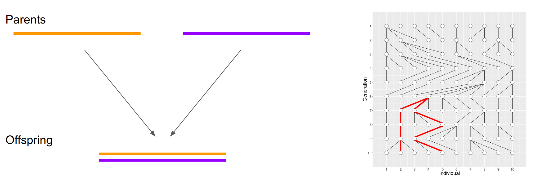 An individual inherits copies of a sequence from parents. These copies share a common ancestor in their history.