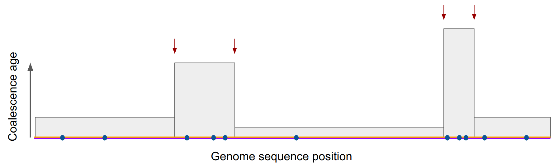 Schematic view of input data for PSMC.