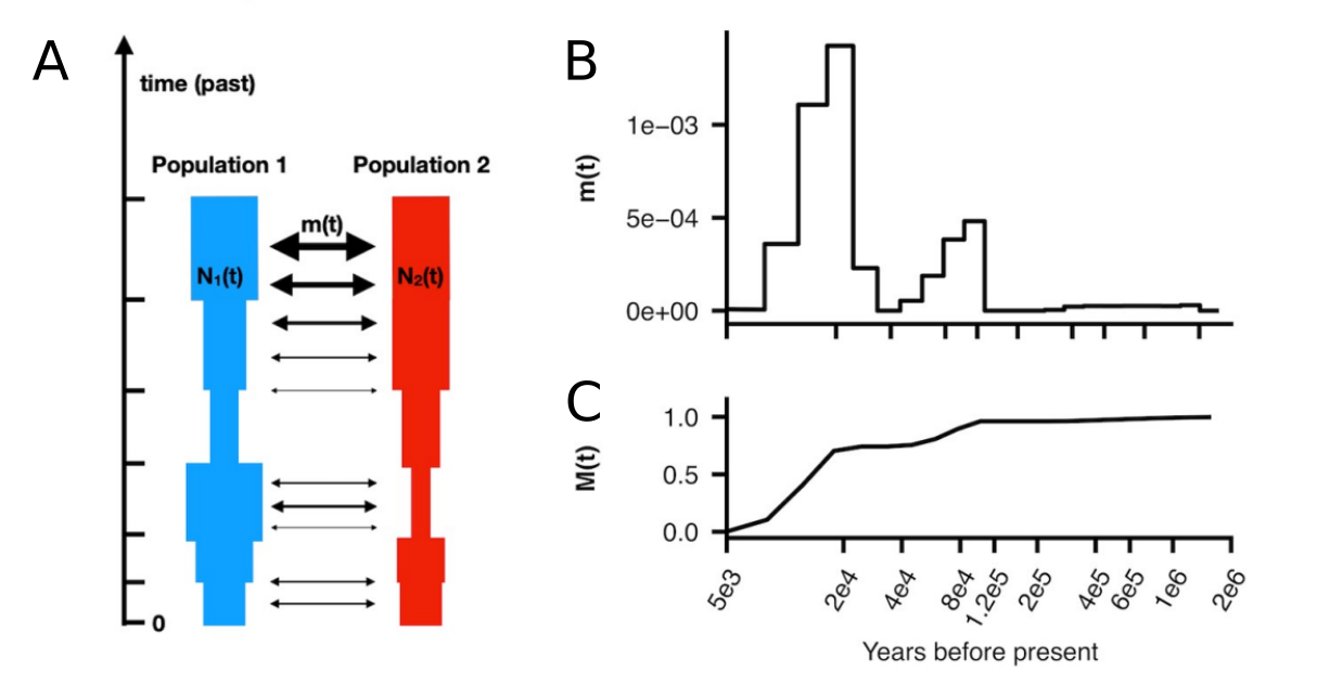 MSMC-IM can estimate N_e (A), migration rate over time (B) and cumulative migration (C).