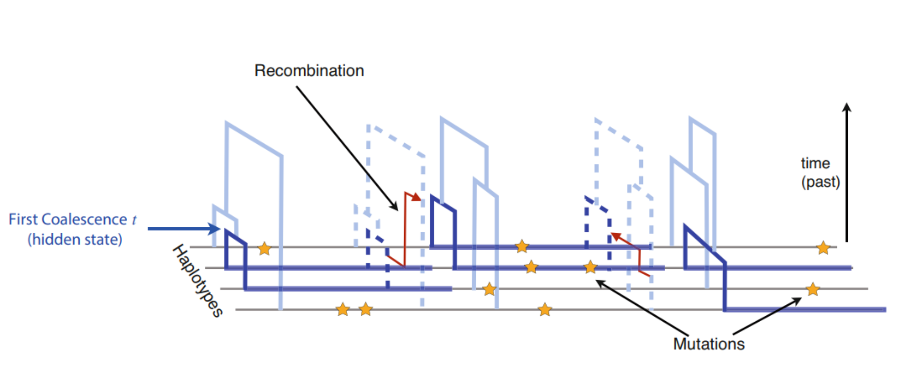 MSMC considers the first coalescence event among many chromosomes.