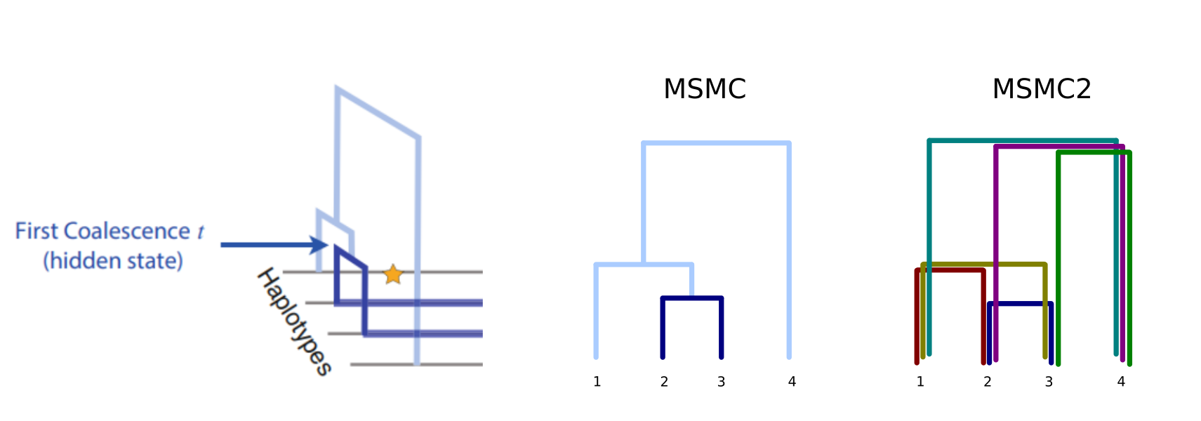 MSMC2 considers all pairwise coalescence events among many chromosomes.