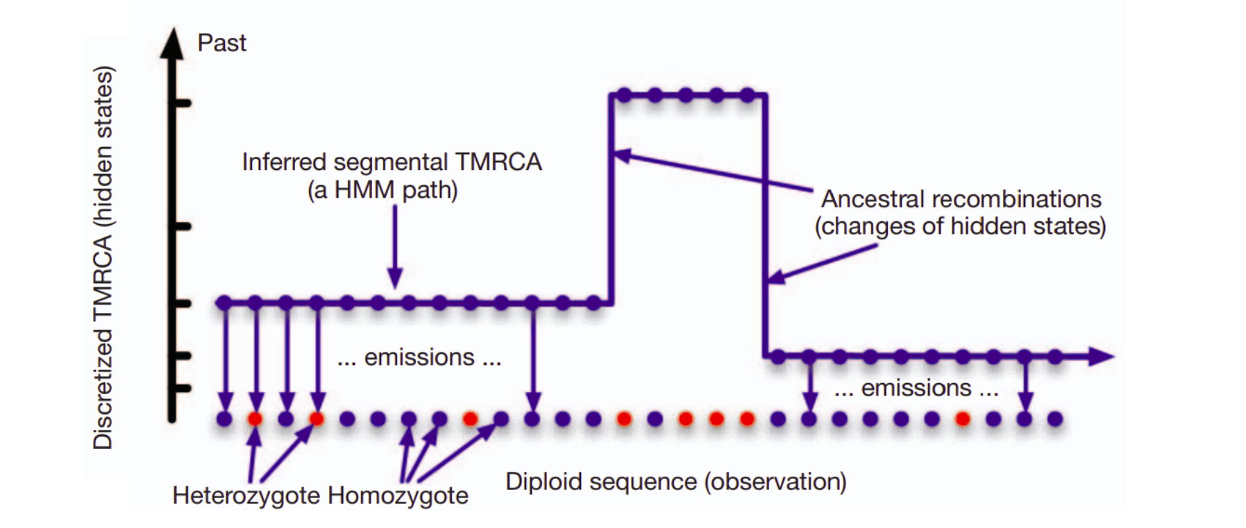 Schematic view of hidden states in a PSMC analysis.