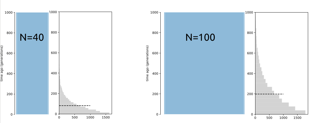 Distributions of 10,000 replicates of two-sample coalescent history for populations with N=40 and N=100.