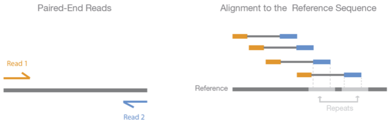 Pair-end reads are supposed to map close to each other at the opposite strands with their heads pointing inwards (left). If not, they are incorrectly mapped. Even if one read was too short to cross a repeat region, information from the pair may allow placing the read uniquely (right).